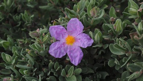 Cistus – uso y aplicación