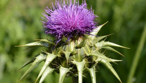 Cardo mariano para hígado, intestinos y vesícula biliar