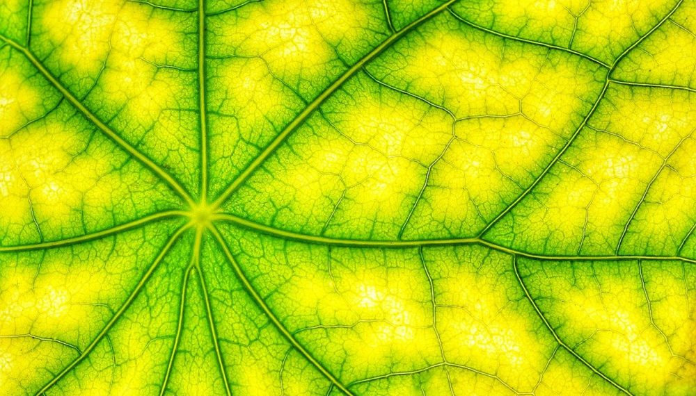 Clorofila – Fuerza vital verde