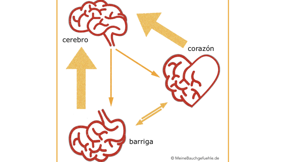 Nuestros tres cerebros